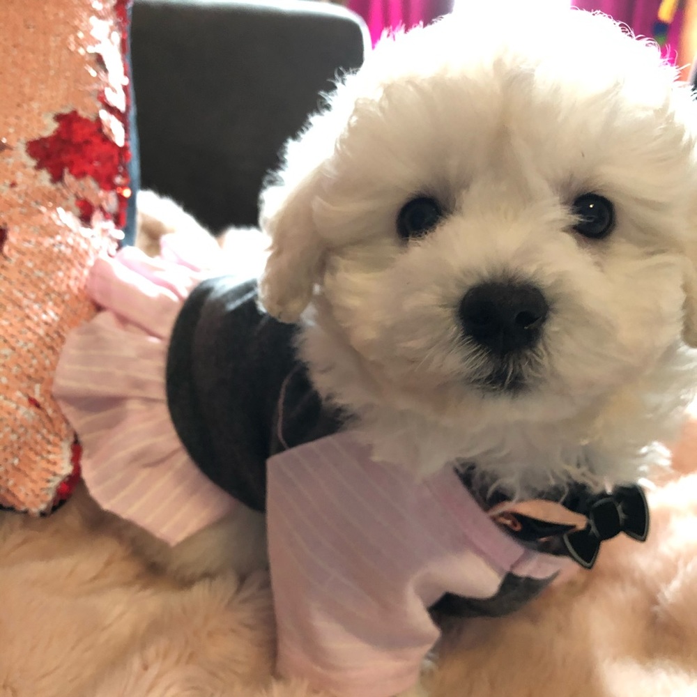 Small Dog/Puppy Dress